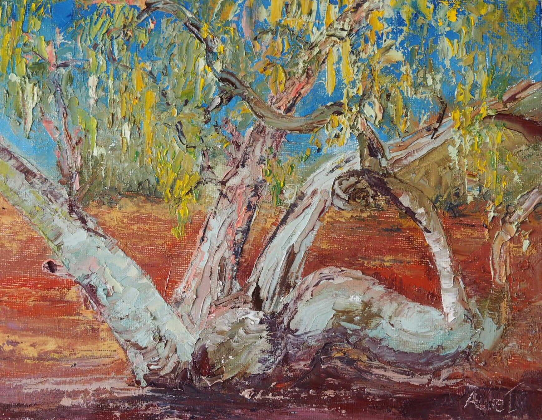 River Red Gum beauty